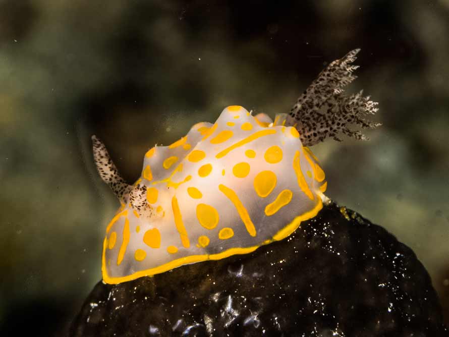 Halgerda aurantiomaculata